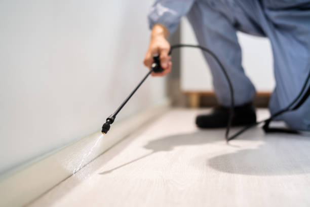 Licensed Rodent Control service in East Honolulu, HI - Nex Pest Control